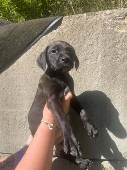 Minnie -  Black Labrador Retriever and American Bully Dog for Adoption in Salem, West Virginia - Minnie | PetCurious