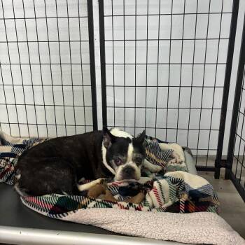 Grandpa Gizmo -  Boston Terrier Dog for Adoption in St. Louis, Missouri - Grandpa Gizmo | PetCurious