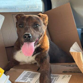 Henry -  Mixed Breed Dog for Adoption in Madison, Wisconsin - Henry | PetCurious