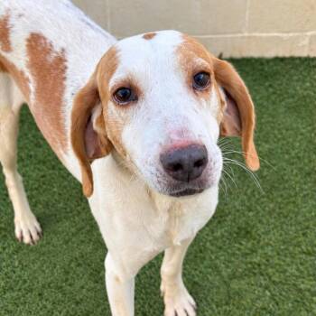 Gunner 1249 -  Coonhound Dog for Adoption in Loxahatchee Groves, Florida - Gunner 1249 | PetCurious