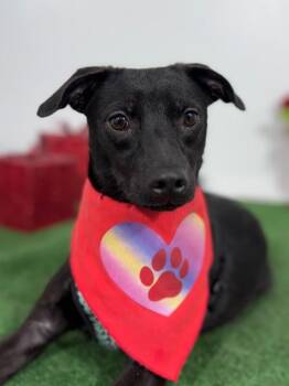 Labrador Retriever and Mixed Breed Dogs Available for Adoption in Carlsbad, California - Timmy-One Of Our Amazing Rescue Dogs | PetCurious