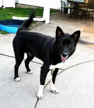 Chase -  German Shepherd Dog and Husky Dog for Adoption in York, Pennsylvania - Chase | PetCurious