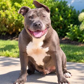 Bertha -  Pit Bull Terrier Dog for Adoption in Syosset, New York - Bertha | PetCurious