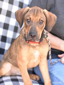 Rescue Shepherd and Labrador Retriever Dogs for Adoption in Conroe, Texas - Willie (DF Litter) | PetCurious