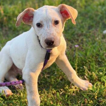 691 (2026) Pigeon -  Yellow Labrador Retriever and Cattle Dog Dog for Adoption in Parker, Colorado - 691 (2026) Pigeon | PetCurious