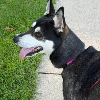 Britney -  Husky and Mixed Breed Dog for Adoption in Grand Rapids, Michigan - Britney | PetCurious