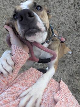 Sundae -  Pit Bull Terrier and Shepherd Dog for Adoption in Thornton, Colorado - Sundae | PetCurious