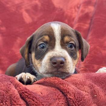 Phoenix Pup - Maricopa -  Rat Terrier and Beagle Dog for Adoption in San Diego, California - Phoenix Pup - Maricopa | PetCurious