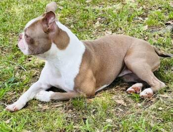 Blossom -  Boston Terrier Dog Available for Adoption in Jackson, Tennessee - Blossom | PetCurious