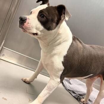 Quisp -  Mixed Breed Dog for Adoption in Davenport, Iowa - Quisp | PetCurious
