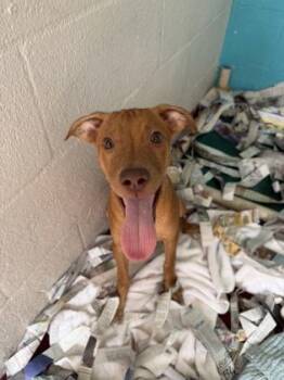 Hamburger -  Mixed Breed Dog for Adoption in Honolulu, Hawaii - Hamburger | PetCurious