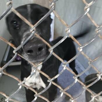 Cookies -  Black Labrador Retriever and Doberman Pinscher Dog for Adoption in Casa Grande, Arizona - Cookies | PetCurious