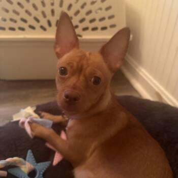 Chihuahua Dogs Available for Adoption in Columbia, Maryland - Gabi | PetCurious