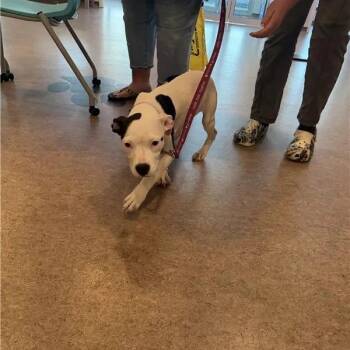 Moo -  Terrier Dog for Adoption in Brentwood, Missouri - Moo | PetCurious
