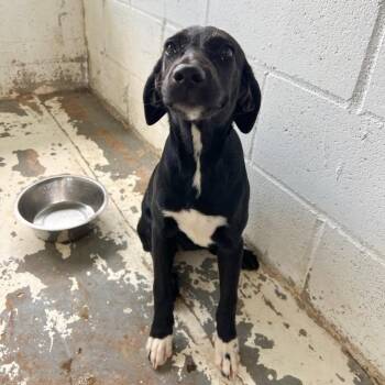 Shepherd and Dalmatian Dogs Available for Adoption - Lucy (Bree Bree) | PetCurious