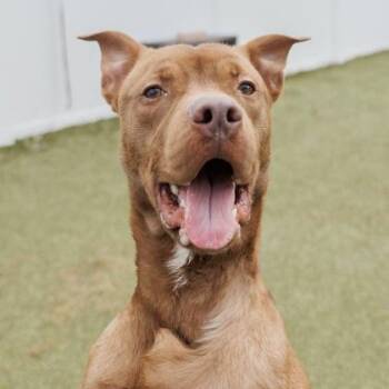Mixed Breed Dogs Available for Adoption in Largo, Florida - Diesel | PetCurious