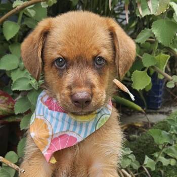 ODETTE MARIO (out of town) -  Labrador Retriever and Mixed Breed Dog for Adoption in New York, New York - ODETTE MARIO (out Of Town) | PetCurious