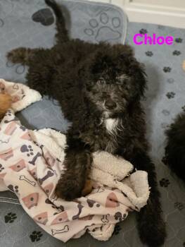 Chloe -  Bernadoodle and Goldendoodle Dog for Adoption in Blairstown, New Jersey - Chloe | PetCurious