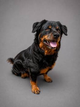 Kira -  Rottweiler Dog for Adoption in Hardeeville, South Carolina - Kira | PetCurious