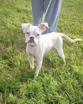 Rescue Boxer Dogs for Adoption in Monticello, New York - Elliot | PetCurious