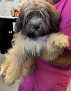 Storm -  Mixed Breed Dog for Adoption in Boston, Massachusetts - Storm | PetCurious