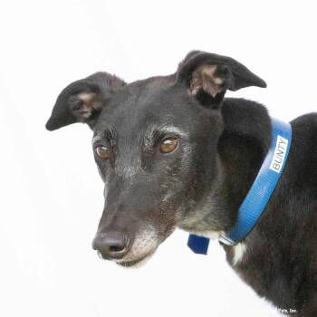 Bunty -  Greyhound Dog for Adoption in Woodinville, Washington - Bunty | PetCurious