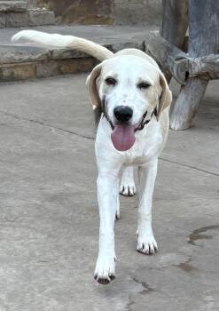 Yellow Labrador Retriever Dogs Available for Adoption - Shai | PetCurious
