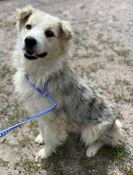 Allie -  Australian Shepherd Dog for Adoption in Polson, Montana - Allie | PetCurious