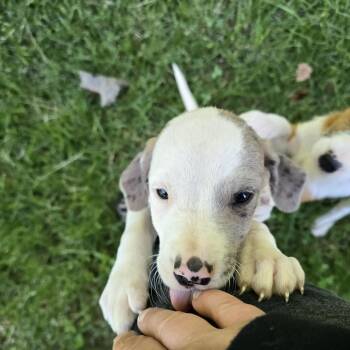 Matilda (Tilly) -  Border Collie and Jack Russell Terrier Dog for Adoption in Elizabeth, Pennsylvania - Matilda (Tilly) | PetCurious