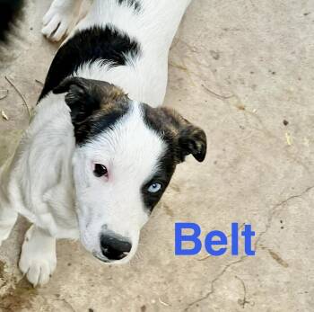 Cattle Dog Dogs Available for Adoption - Belt | PetCurious