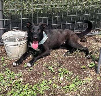 Pluto -  Mixed Breed Dog for Adoption in Scott, Louisiana - Pluto | PetCurious