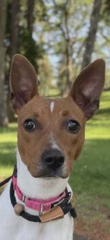 Maizey -  Rat Terrier Dog Available for Adoption in Tacoma, Washington - Maizey | PetCurious