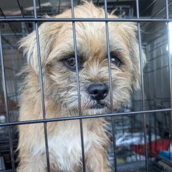 Pug Pug -  Shih Tzu Dog for Adoption in West Plains, Missouri - Pug Pug | PetCurious