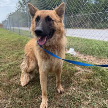 Colt -  German Shepherd Dog Dog for Adoption in Edinburg, Texas - Colt | PetCurious