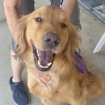 Golden Retriever Dogs Available for Adoption in Chino Hills, California - Max- Chino Hills Location | PetCurious