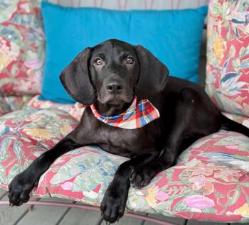 Ripper -  German Shorthaired Pointer Dog for Adoption in Gulfport, Mississippi - Ripper | PetCurious