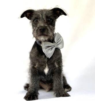 Schnauzer Dogs Available for Adoption in Palo Alto, California - Chimichurri | PetCurious