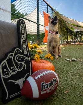 Finch -  Mixed Breed and German Shepherd Dog Dog for Adoption in Austin, Texas - Finch | PetCurious