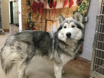 LITTLE JON -  Alaskan Malamute and Mixed Breed Dog for Adoption in Thousand Palms, California - LITTLE JON | PetCurious