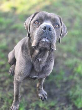 Cane Corso Dogs Available for Adoption - Thanos | PetCurious