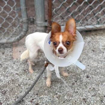 Brownie -  Chihuahua Dog for Adoption in Philadelphia, Pennsylvania - Brownie | PetCurious