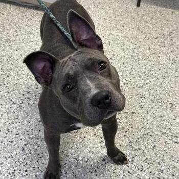 Precious -  American Bulldog and Mixed Breed Dog for Adoption in Hattiesburg, Mississippi - Precious | PetCurious