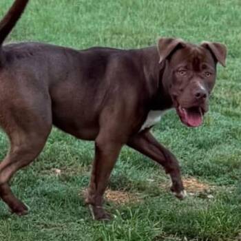 Josh -  Labrador Retriever Dog for Adoption in Williston, Vermont - Josh | PetCurious