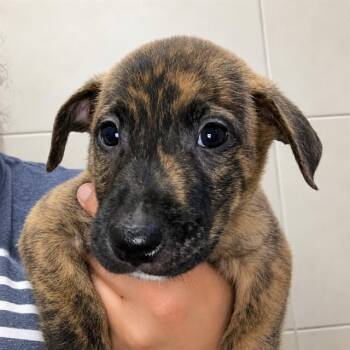 FISHER -  Labrador Retriever Dog for Adoption in Palo Alto, California - FISHER | PetCurious