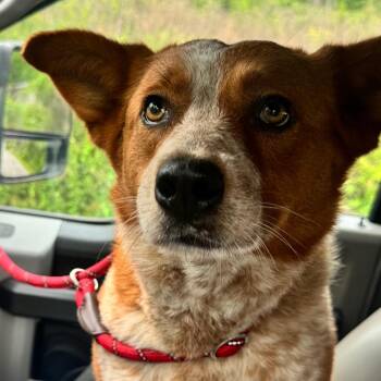 Alyssa -  Cattle Dog Dog for Adoption in Birmingham, Alabama - Alyssa | PetCurious