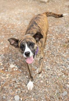 Luna -  Boxer Dog for Adoption in Libby, Montana - Luna | PetCurious