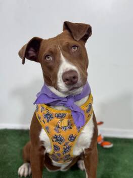 Galilea-One of our Amazing Rescue Dogs -  Pit Bull Terrier and American Staffordshire Terrier Dog for Adoption in Carlsbad, California - Galilea-One Of Our Amazing Rescue Dogs | PetCurious
