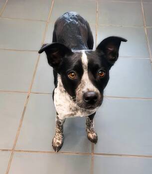Carla -  Mixed Breed Dog for Adoption in Nashville, Tennessee - Carla | PetCurious