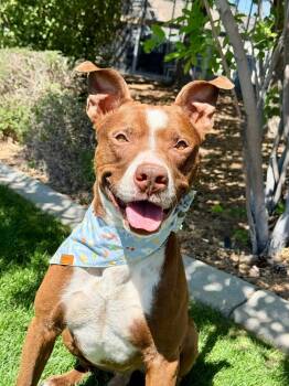 Red -  Pit Bull Terrier Dog for Adoption in Gardnerville, Nevada - Red | PetCurious