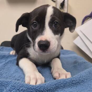 Slurpee -  Chihuahua and Terrier Dog for Adoption in Lakeland, Florida - Slurpee | PetCurious
